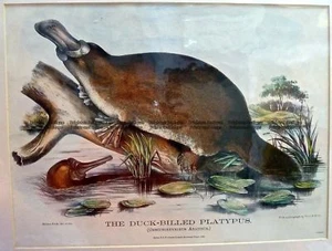Antique Print 230-123 Platypus by Krefft c.1871 Natural History - Bild 1 von 1