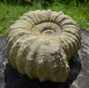 Ammonit fossil frostsicher Stein Haus- oder Gartenornament 23cm Bx10cm D - Bild 1 von 2