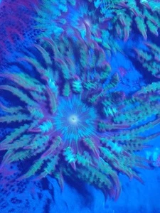 Flower Anemone coral reef marine - Picture 1 of 3