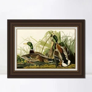 Framed Canvas Giclee Print Art Mallard Duck by John James Audubon Home Decor - Picture 1 of 13