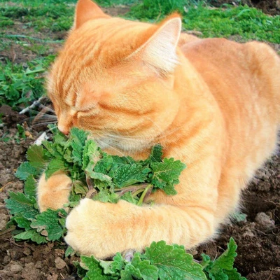 Catnip Seeds - 500+ Count - For 2025 Planting Nepeta Catwort Garden Vegetable - Image 1 of 4