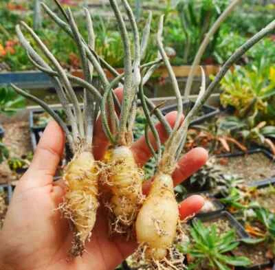 CACTUS PLANT 3cm 1PCS Root Tuber Astrophytum Caput-medusae Beautiful Rare Garden Planting