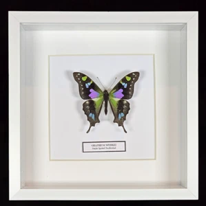 Framed Purple Spotted Swallowtail - Graphium Weiskei. 6" x 6" White - Picture 1 of 3