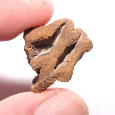 FÓSIL DE CONO DE PINO METASEQUOIA - Formación Hell Creek Cretácico - BUEN PARCIAL Foto 1 de 4