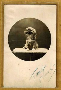 Carte Photo vintage card RPPC chien Teckel Pékinois ph0227 - Picture 1 of 2