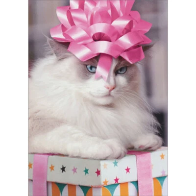 Tarjeta de cumpleaños divertida para mujer Gato con lazo rosa en la cabeza sentado en regalo Foto 1 de 2