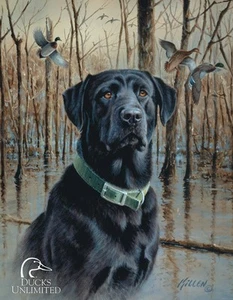 Vintage Replik Blechschild Stockente Hund Ente unlimited Black Lab Welpe 1203 - Bild 1 von 1