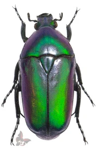 Chlorocala africana ssp.??- VIOLET & GREEN FORM, UNMOUNTED beetle - Picture 1 of 1