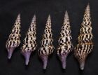 edspal shells - Turris  nadaensis   43mm-62mm F+++, set  5pcs shells gastropods