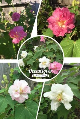 5 Confederate Cotton Rose Cuttings No Root Color Changing Flowers! - Image 1 of 4