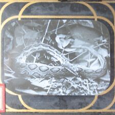 India Ceylon study portrait of a snake magic lantern slide antique photograph 