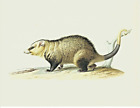 1977 Vintage Book Plate Print Opossum Possum By Jean Charles Werner Larousse