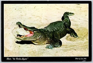 Postcard Florida Albert the Alligator FL - Picture 1 of 2