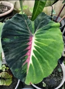 Original Colocasia Starlight 1 Glühbirnen - Bild 1 von 6
