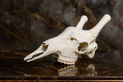 Life-Size Giraffe Skull Replica Model - Museum-Quality Anatomical Model - Image 1 of 4