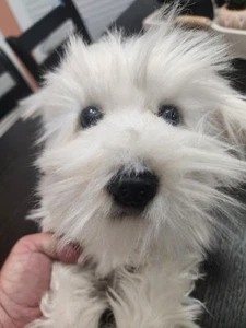 Cuddle Clones Westie/Maltese Realistic Dog Plush Lifelike Gift Dog Lover New!! - Picture 1 of 10