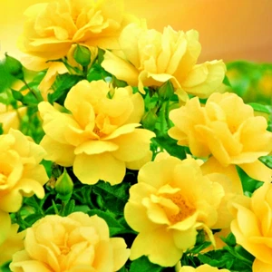 Rose Bush YELLOW TRUE FRIENDSHIP 1 Live 1-2’ Flower Plant Blonde to Pineapple - Picture 1 of 4