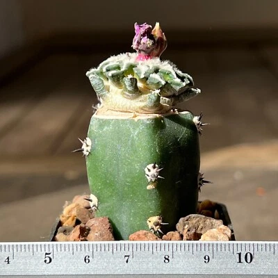 A8-330. Cactus kotshoubeyanus VM 526, Lucio Blanco Coah, Mex (Injertado) Foto 1 de 3