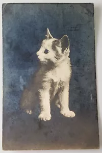 C 1918 ECHTES FOTO POSTKARTE RPPC KATZE KÄTZCHEN TURIN TURIN ITALIEN SILBER EFFEKT - Bild 1 von 2