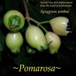 ~POMA ROSA~ SACRED FRUIT TREE Syzygium Jambos ROSE APPLE Live small Potd Plant - Picture 1 of 12