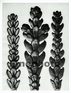 1929 Original KARL BLOSSFELDT Botanical Plant Flower Abstract Photo Gravure Art - Picture 1 of 1