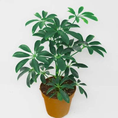Schefflera arboricola (Dwarf Umbrella Tree) 10 to 100 Seeds •RARE House Plant UK - Image 1 of 3