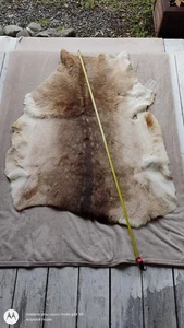 Piel de piel de ciervo salvaje Highland Mountain piel piel taxidermia calidad decoración del hogar  - Imagen 1 de 3