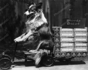 Collie Dog Rides Uneeda Biscuit Wagon 8x10 Reprint Of Old Photo - Picture 1 of 1