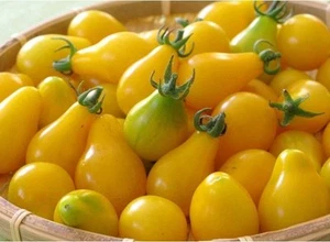 Pomodoro giallo pera - pomodoro Yellow Pear - 5+ semi - semi MIELE DOLCE P 161 - Foto 1 di 3