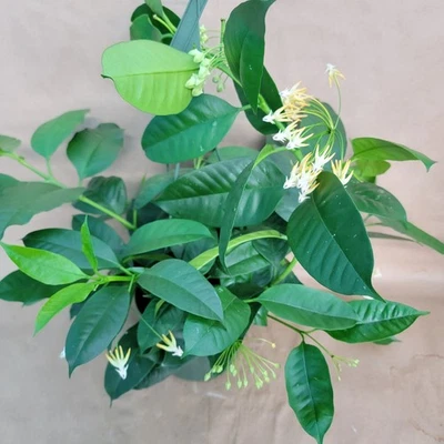 Hoya ‘Shooting Star’ – Rare Wax Plant | Elegant Flowering Hoya | 4" Houseplant - Image 1 of 4