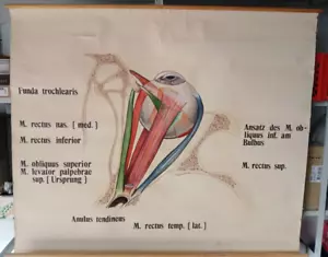 alte handgemalte Schautafel Wandbild des menschlichen Auges - Bild 1 von 5