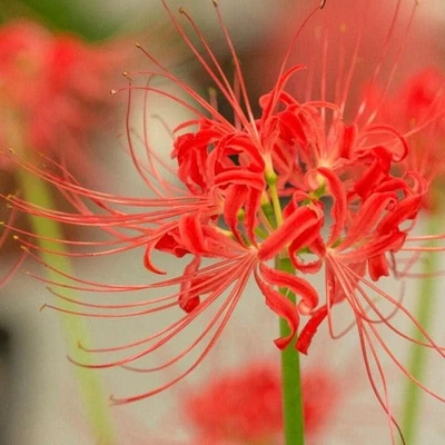 DYNAMITEDEALS35 RADIATA Lycoris Spider Lily Bulb - Top Size 12/14 cm - United State Seller