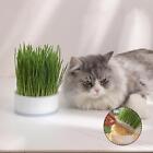 Hydroponic Cat Grass Box Cultivation Seed Germination Catnip Cultivation Box