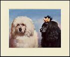 POODLE TWO DOGS HEAD STUDY LOVELY DOG PRINT MOUNTED READY TO FRAME