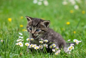 LINDO GATITO SENTADO EN HIERBA Póster Impreso Foto Arte 19x13 pulgadas - Imagen 1 de 2