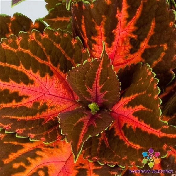 25 + 超细彩虹节日舞蹈Coleus种子花园-免费送货! — 第 1/1 张图片