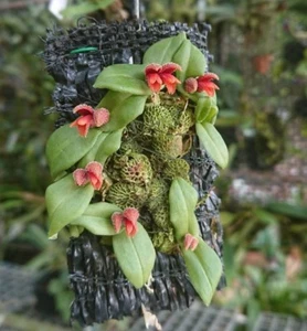 Porpax ustulata especie de planta de orquídea en miniatura + certificado PHYTO - Imagen 1 de 2