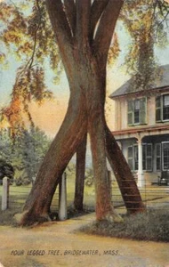 BRIDGEWATER, Massachusetts MA   FOUR LEGGED TREE~WALKWAY To HOUSE  1909 Postcard - Picture 1 of 2