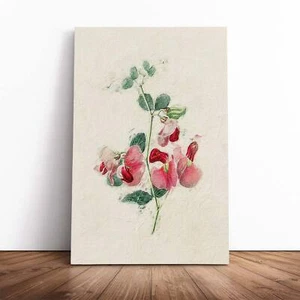 Illustration Of Pink Sweet Pea Flowers Vintage Canvas Wall Art Print Framed - Picture 1 of 7