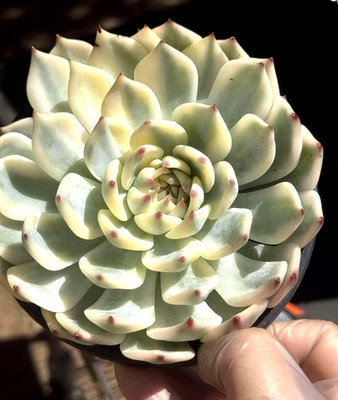 "Planta viva de suculentas importadas planta de decoración del hogar Echeveria Chihuaensis 6-7""" Foto 1 de 4