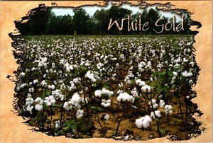 Cotton Field fuera de Memphis Tennessee cromo postal continental F3 - Imagen 1 de 2