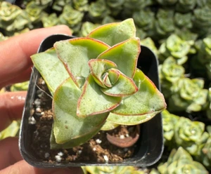 2 packs- Crassula Perforata Succulents Fully Rooted in 2'' Pot,live plant - Picture 1 of 3