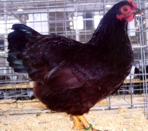 12 NPIP/AI CLEAN RHODE ISLAND RED EXHIBITION BANTAM HATCHING EGGS SHOW QUALITY! - Picture 1 of 7