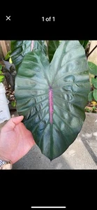 Colocasia Green Metallica - Picture 1 of 1