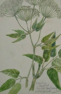 Aegopodium Podagraria - English Wild Flowers - F. Hannen 1890 - 1910 - Picture 1 of 1