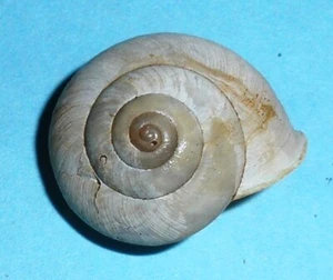 Bradybaena similaris - BRADYBAENIDAE -Argentina Land Snail Shell 15m F++ #6331 - Picture 1 of 2