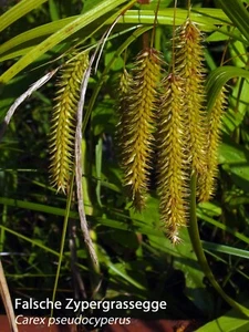 Falsche Zypergrassegge (Carex pseudocyperus) - Bild 1 von 2
