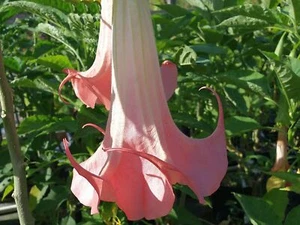 DOLA Brugmansia Angels Trumpet Live Tropical Fragrant Plant Peach Single Flower - Picture 1 of 3