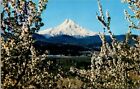 Carte postale Mount Hood fleurs printanières Hood River Valley Oregon États-Unis