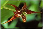 Postcard: Exotic Odontoglossum Orchid At Marie Selby Botanical Gardens, Fl A154